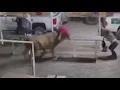 Party Bus the jumping bull at Sisters Rodeo athletic dangerous