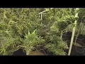 Randall County DA Hemp products need THC testing infrastructure