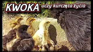 Download 🐣🐥🐤Kwoka uczy i pokazuje. Kurczaki pierwszy raz widzą świat. #chicken #egg MP3