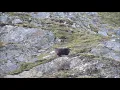Download Lagu Himalayan Tahr Falls Off Cliff! Kill Shot (Slow Motion)