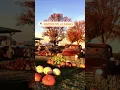 Pumpkin Patches for Fall Fun