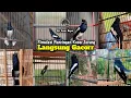 Download Lagu Kumpulan Simulasi Kacer lomba | Kacer Langsung Gacor  Tarung Konslet Ngotot Buka Ekor Full Tembakan
