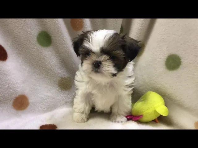 動画