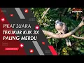 Download Lagu MASTER SUARA TEKUKUR KUK 3X DURASI 1 JAM