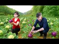 Download Lagu Harvesting 200kg of Cauliflower \u0026 Purple Kohlrabi to Sell at Market | Thai and Huyen