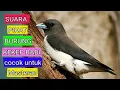 Download Lagu PIKAT SUARA BURUNG KEKEP BABI(Ampuh)