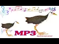 Download Lagu Tiếng quốc kép 02-Độc lạ