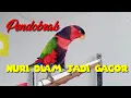 Lagu Suara Asli Nuri Kepala Hitam #Masteran Burung Nuri #Memancing Nuri Diam Jadi Gacor