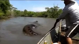 5 biggest snakes in the world