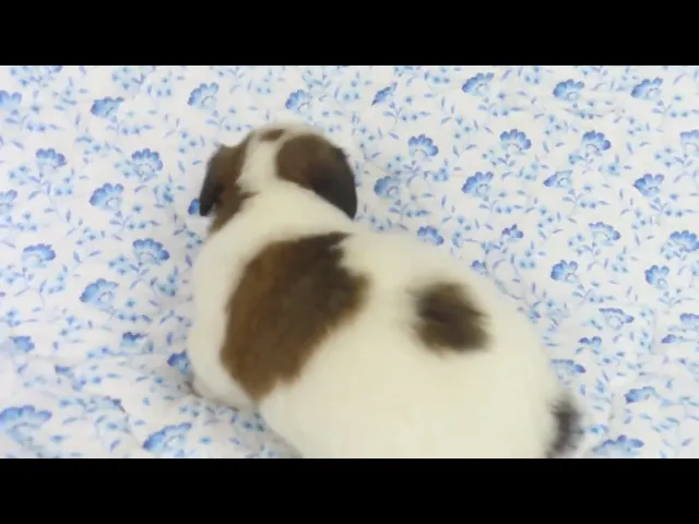 動画