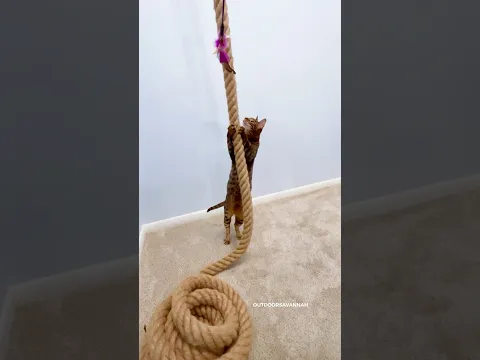 🤫don't tell our landlord #cat Climbing Rope for a Cat