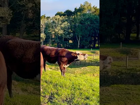 Cow Mooing Sounds 🐮🎼 Animal Sounds for Kids
