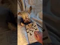 Lil yorkie doing a crossword puzzle