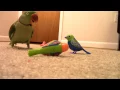 Download Lagu Real Bird's Reaction to Digibirds, Part 2