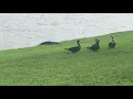 Baby alligator in distress call