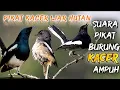 Download Lagu Suara pikat burung kacer liar hutan ampuh