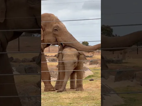 हाथी अपनी सूंड से बहुत कुछ करता है #animals