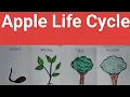 Life Cycle of an Apple Tree Botany project work