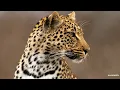 A meal for two - SafariLIVE Sunrise