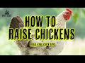 How to Raise Chickens Chick Days at Rural King Realtree s Pay Dirt