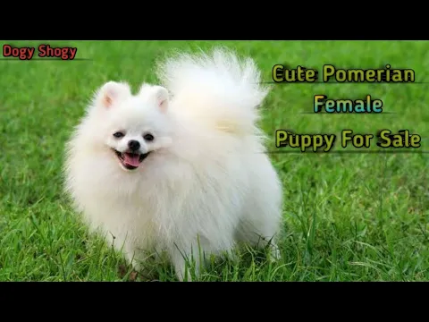 Download MP3 Pomerian Puppy For Sale.