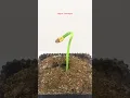 Download Lagu Growing Cedar Pine Cone Time lape