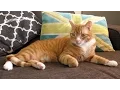 FIV Cats Positively Adoptable