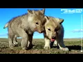 Lagu Robotic Wolf hangs out with Wolf Cubs at Den