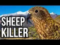 Download Lagu These 5 Animals Eat The Exact Opposite Of What You Think They Do