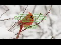 CAFRDINAL BY: KACEY MUSGRAVES​ (LYRICS)