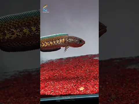 ردة فعل هذه السمكة غير 😅تشاننا أورانتيماكولاتا (Channa aurantimaculata) 1🐠