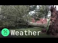 Trees Uprooted as Tornado Touches Down Near Annapolis Maryland