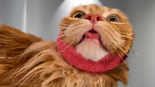 Giant Orange Cat Grooming Need I Say More