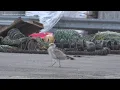 Seagulls are smarter than you may think