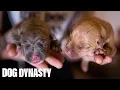 Hulk s Pitbull Puppies Fight For Survival DOG DYNASTY