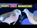 Download Lagu Perkutut Lokal Gacor Suara Keras Vs Tekukur Gayer Suara Kristal