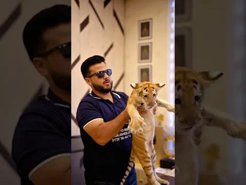 1 of 30 Golden Taby Tigers in the World | Nouman Hassan