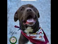 Wylie is AVAILABLE for adoption at PAULDING county animal Control
