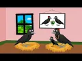 දුප්පත් ගේ කුරුල්ලා සහ පොහොසත් කපුටා / Sinhala birds Story / Sinhala cartoon / kurulu kathava