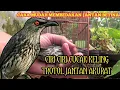 Download Lagu Ciri Ciri Cucak Keling Trotol Jantan || Jalak Keling Perling Kumbang Camperling