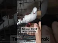 Download Lagu Pesona Tekukur Blorok Wild cantiknyooo