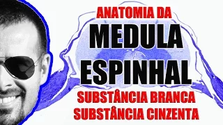 Anatomia da Medula Espinal: Substância branca e cinzenta - Sistema Nervoso - VideoAula 091