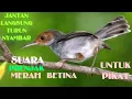 Suara Prenjak Kepala Merah Betina Memanggil Jantan|Suara Pikat Prenjak Betina Jamin Ampuh