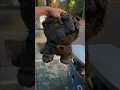 Download Lagu Cleaning Dirty Teddy Bear With Toothbrush Glare washing bear Restoration of torn bear Broken ASMR🤯😭🧼