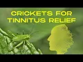 Download Lagu Are Cricket Sounds The New Solution For Tinnitus?