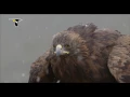 Download Lagu Golden Eagle Flying Through Snow