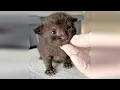 Download Lagu Screaming newborns in placentas, vet offered euthanasia for one, but a rescuer saved them ALL.