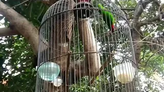 serindit kalimantan gacor jerit jerit