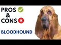 Bloodhound Dog Breed Pros and Cons Bloodhound Dog Advantages and Disadvantages