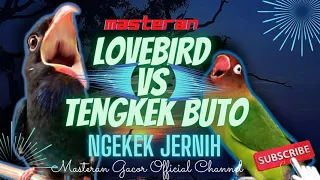Download LOVEBIRD VS TENGKEK BUTO Ngekek Panjang - Masteran Handal MP3
